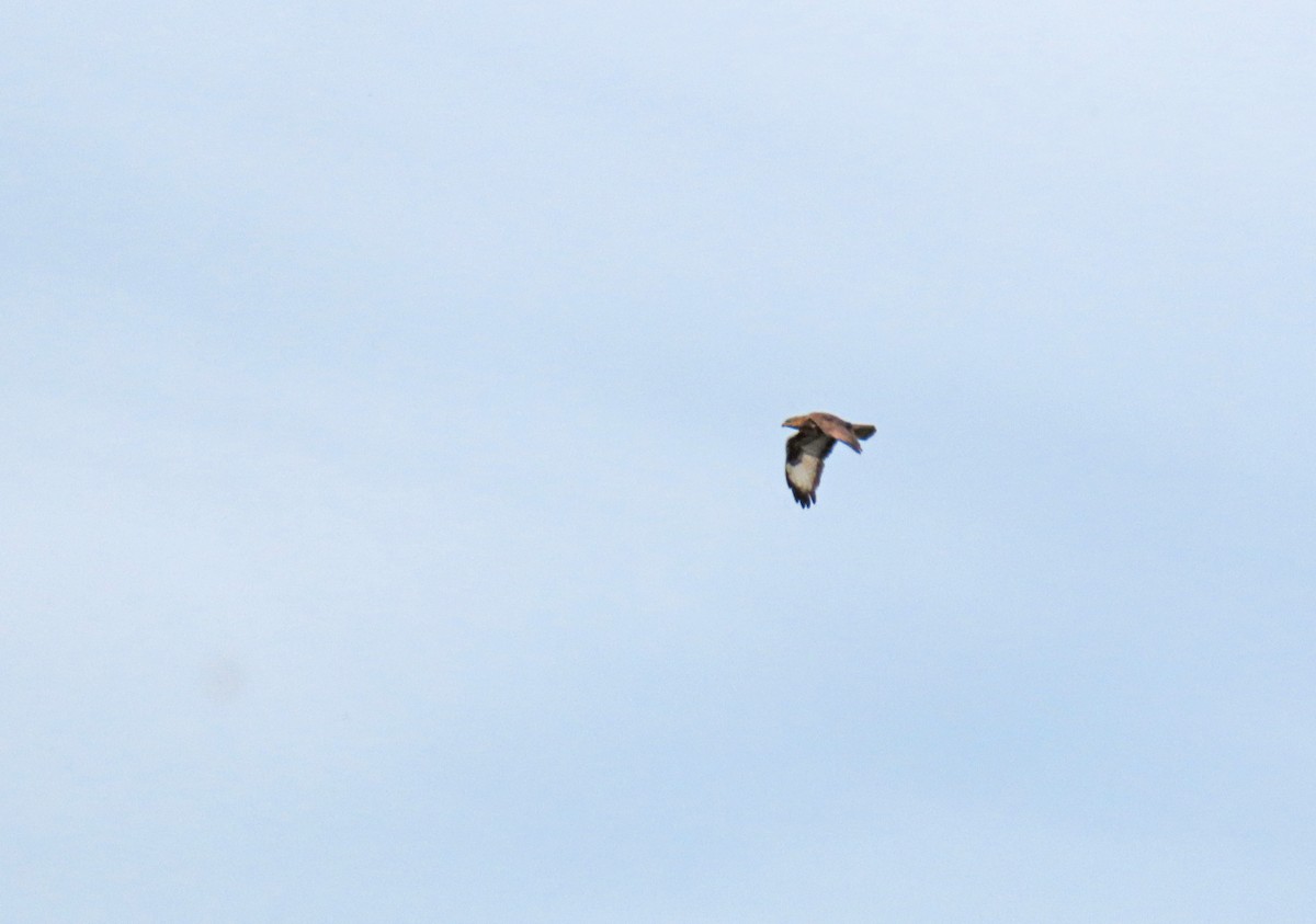 Common Buzzard - Francisco Javier Calvo lesmes