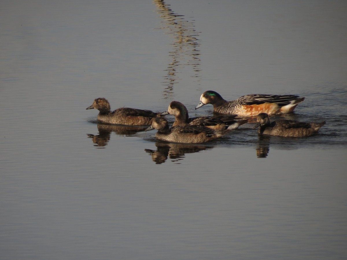 Chiloe Wigeon - ML619568357