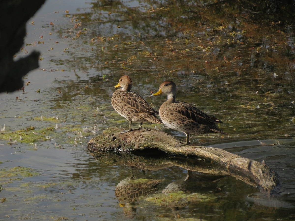 Yellow-billed Pintail - Ralph Roberts