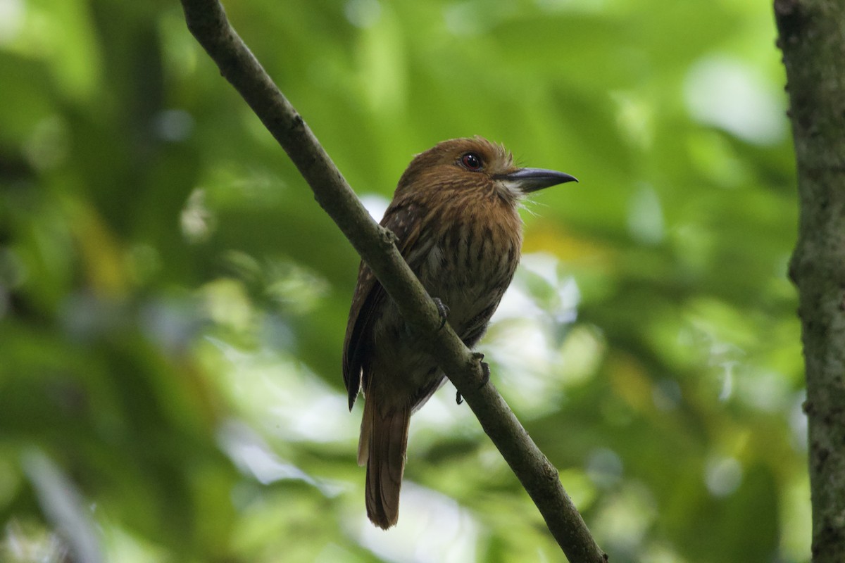 White-whiskered Puffbird - allie bluestein