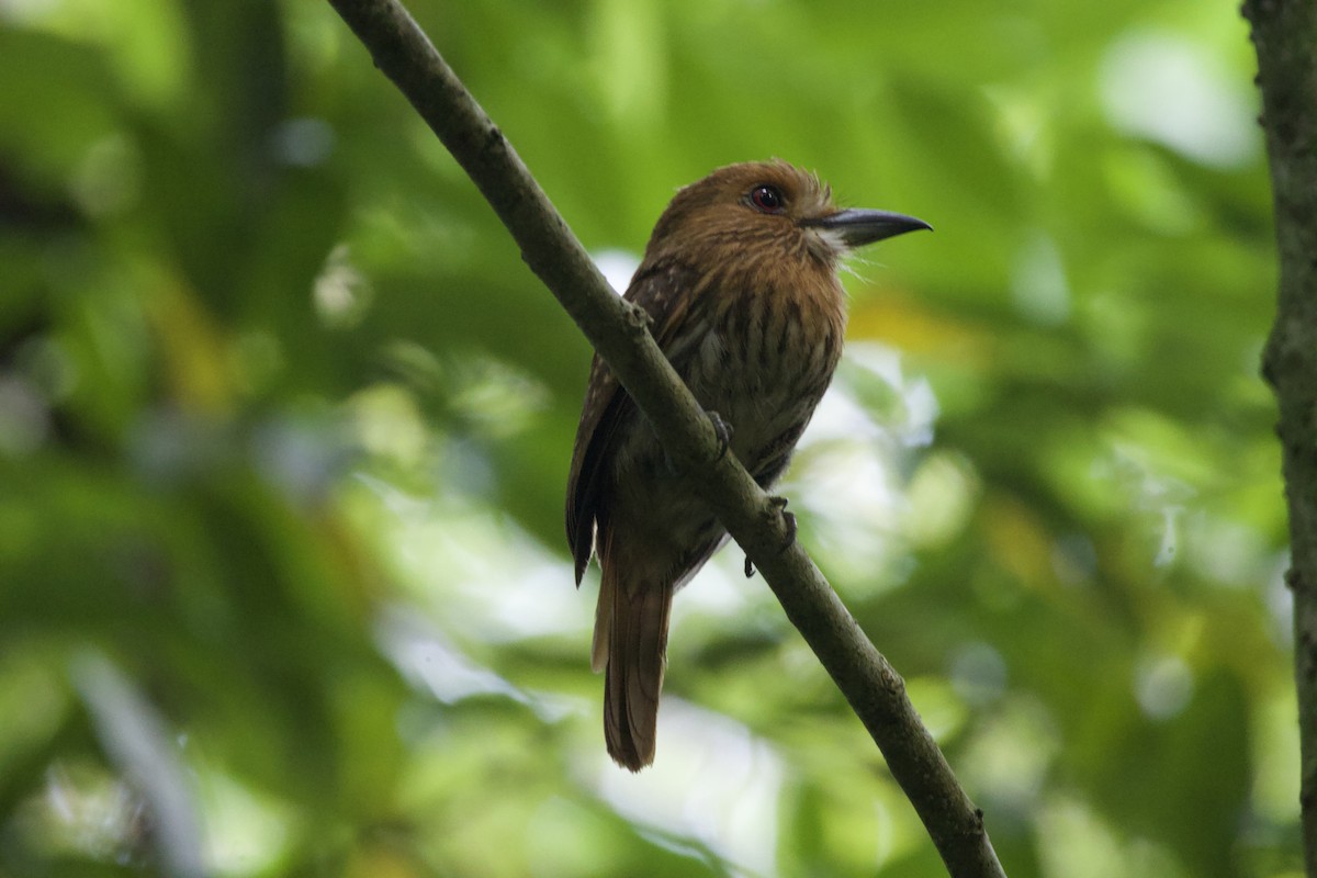 White-whiskered Puffbird - allie bluestein