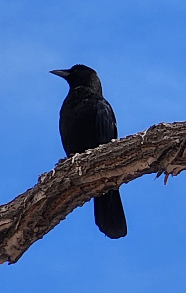 American Crow - Nancy Cox