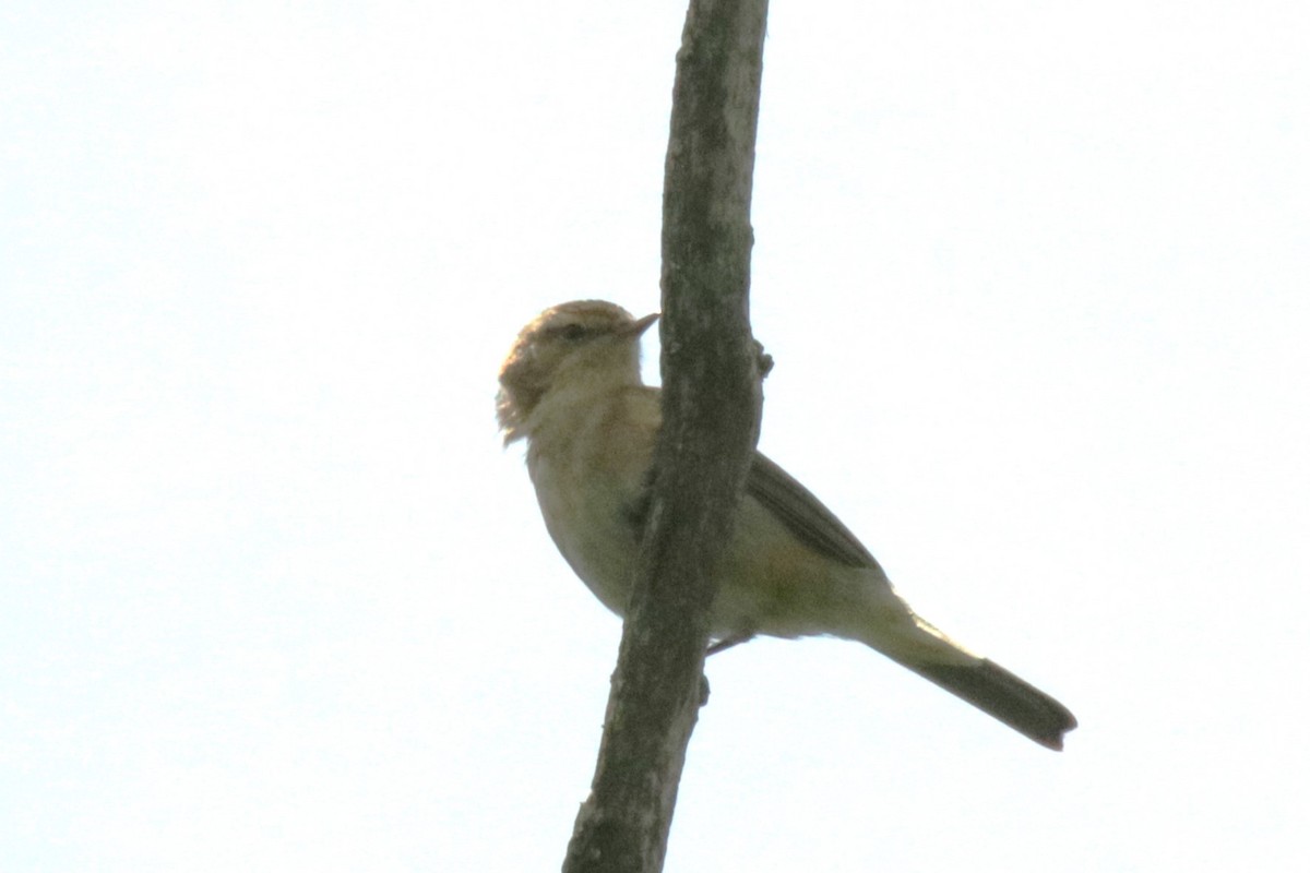 Mosquitero Común - ML619568371