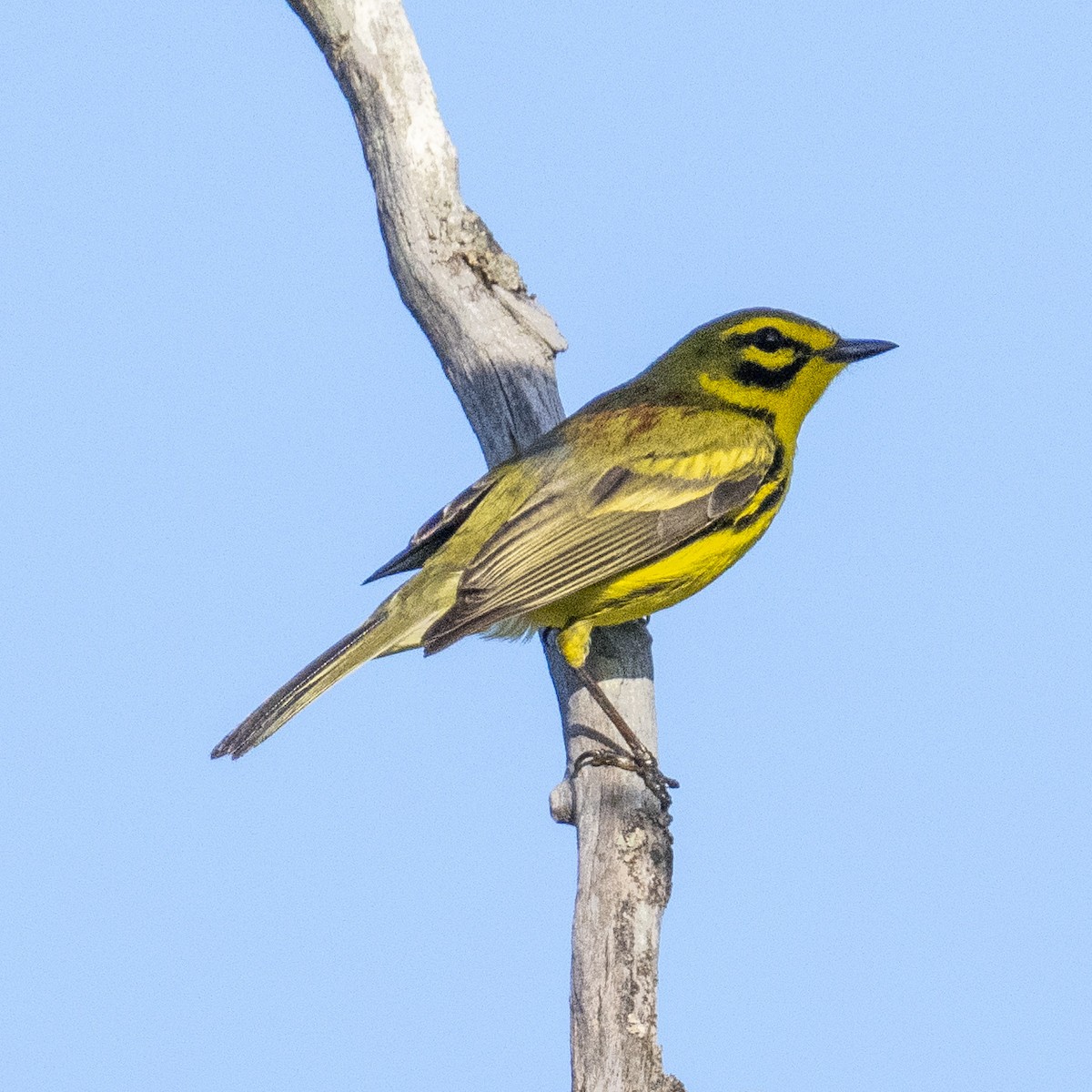 Prairie Warbler - K C Bailey