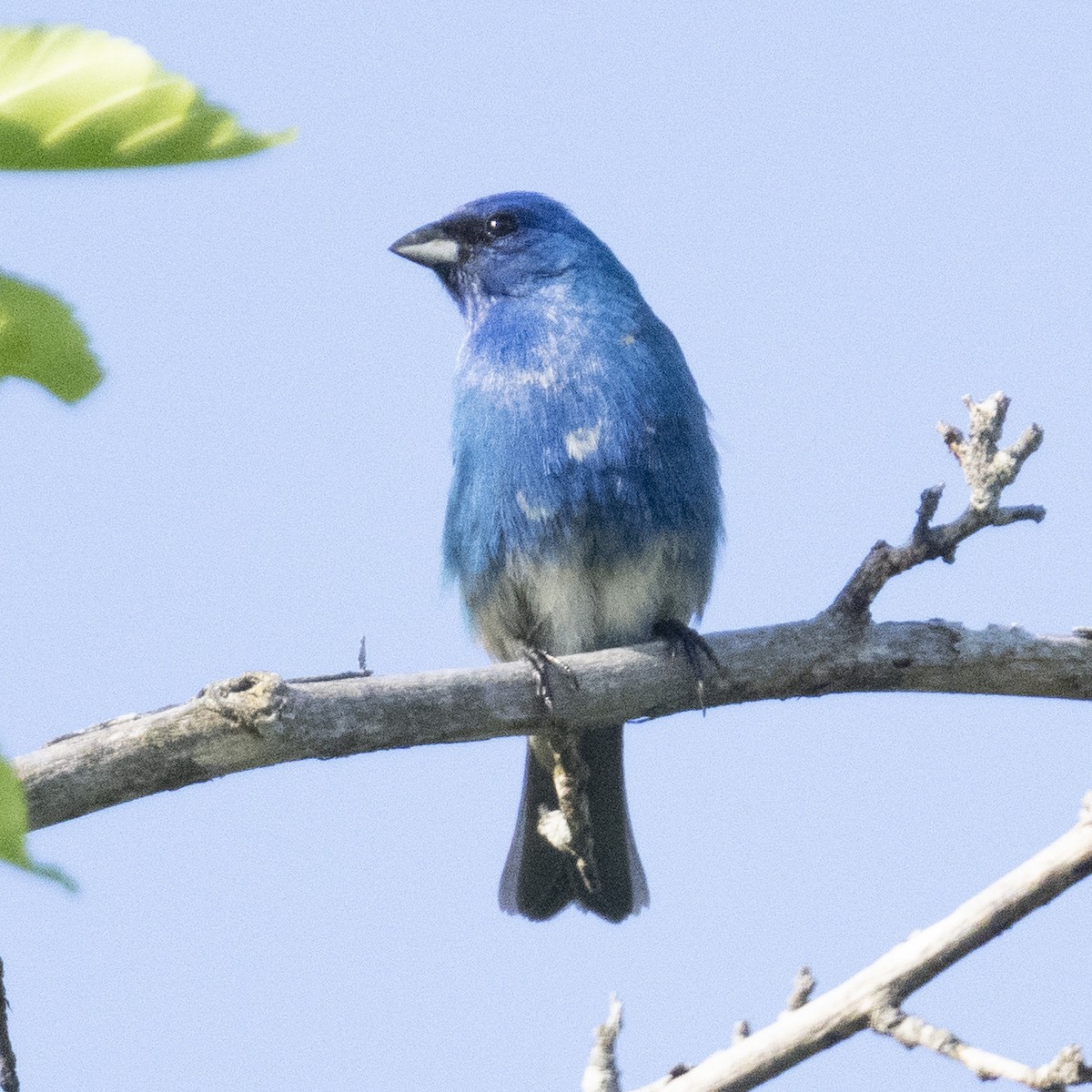 Indigo Bunting - K C Bailey