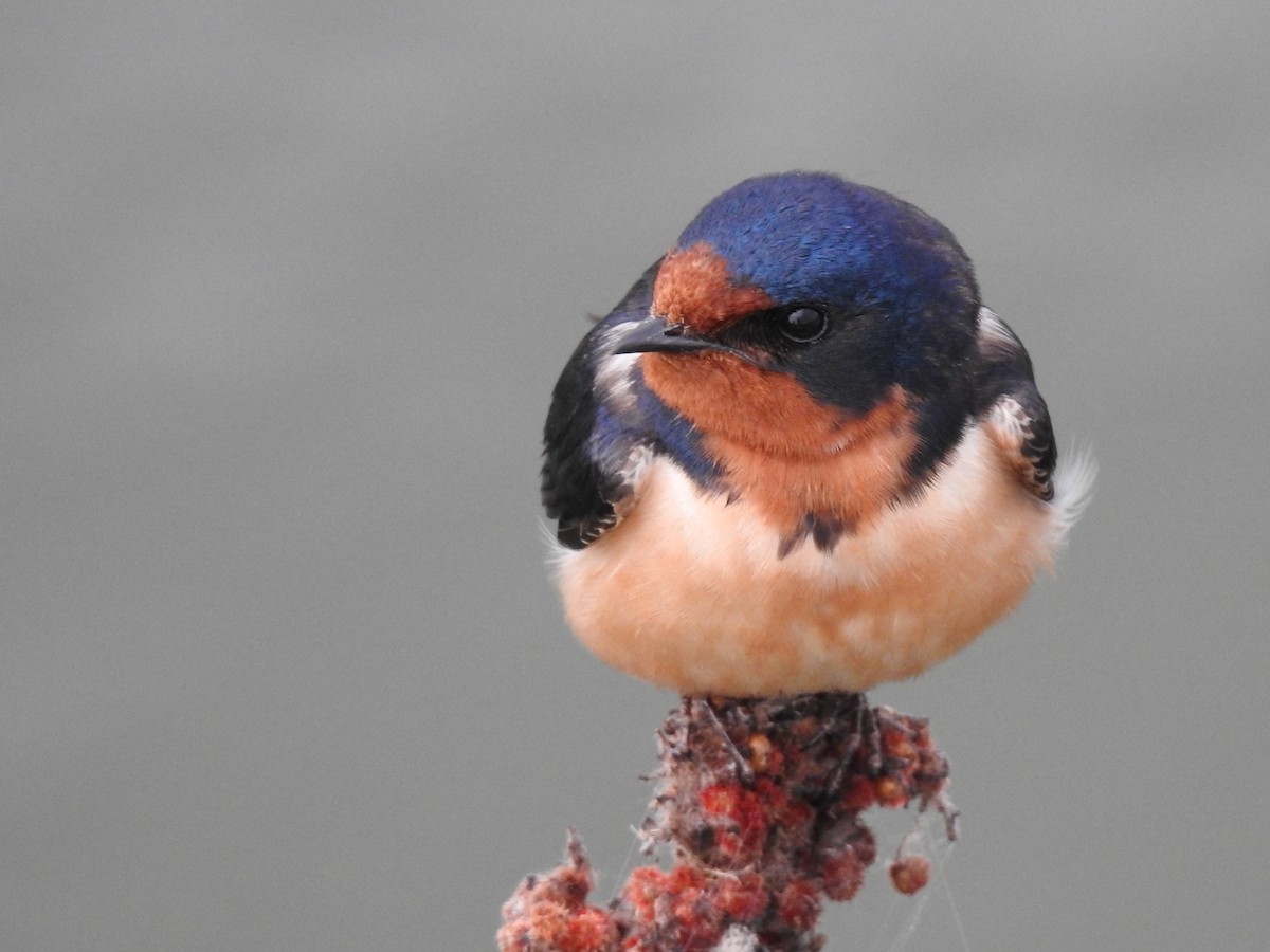 Barn Swallow - Sean HH