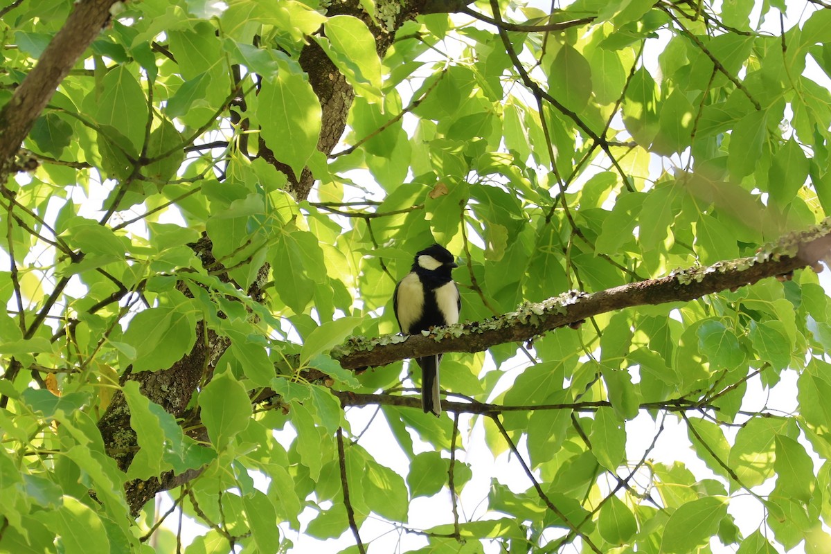 Japanese Tit - ML619568390