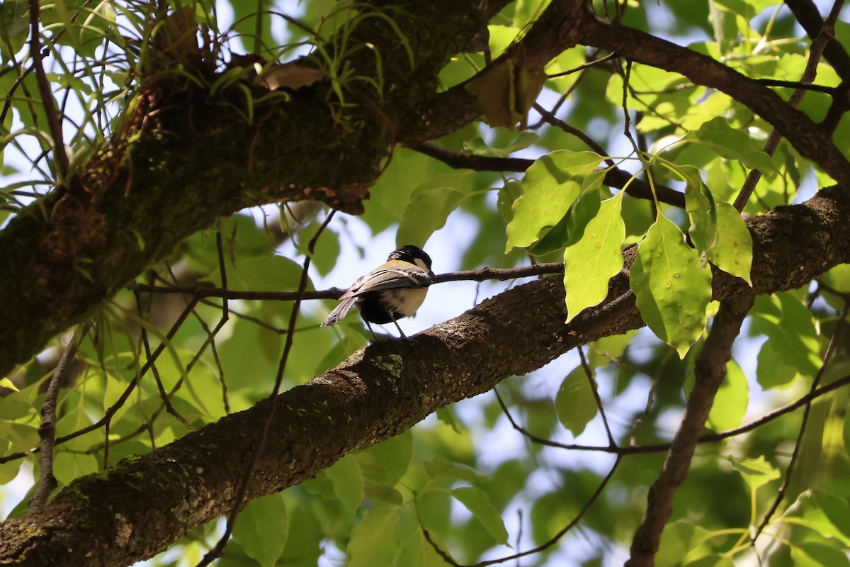 Asian Tit (Japanese) - ML619568391