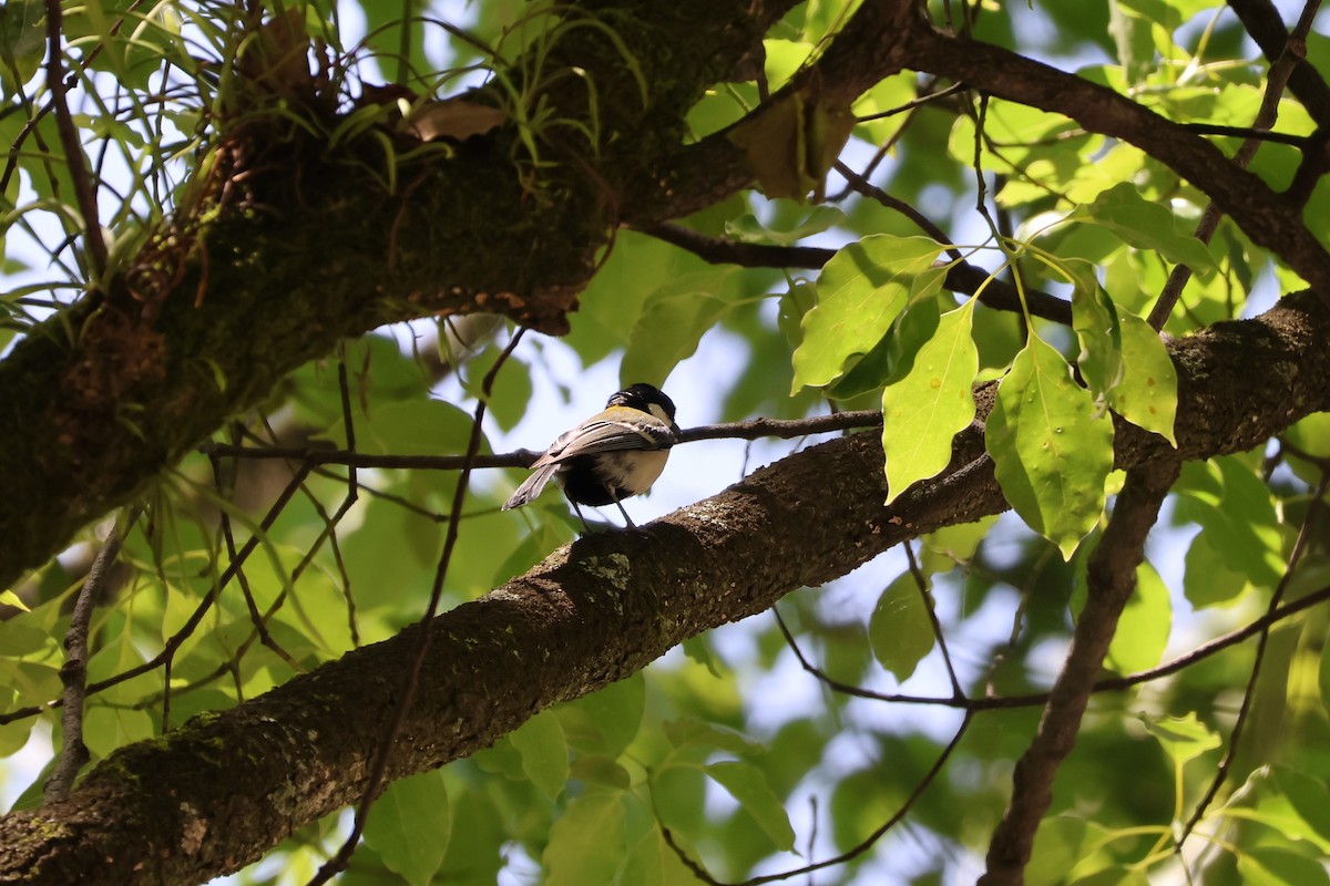 Mésange de Chine - ML619568391