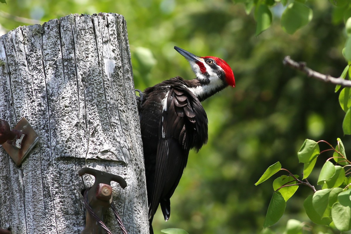 Pileated Woodpecker - Shari Foley