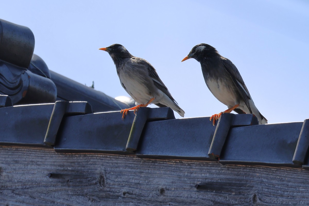 White-cheeked Starling - ML619568394