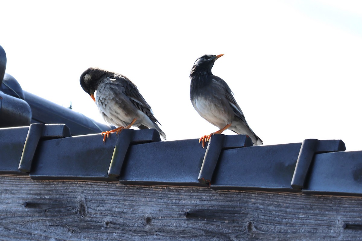 White-cheeked Starling - ML619568395