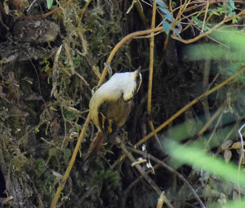 Thorn-tailed Rayadito - Felipe Undurraga