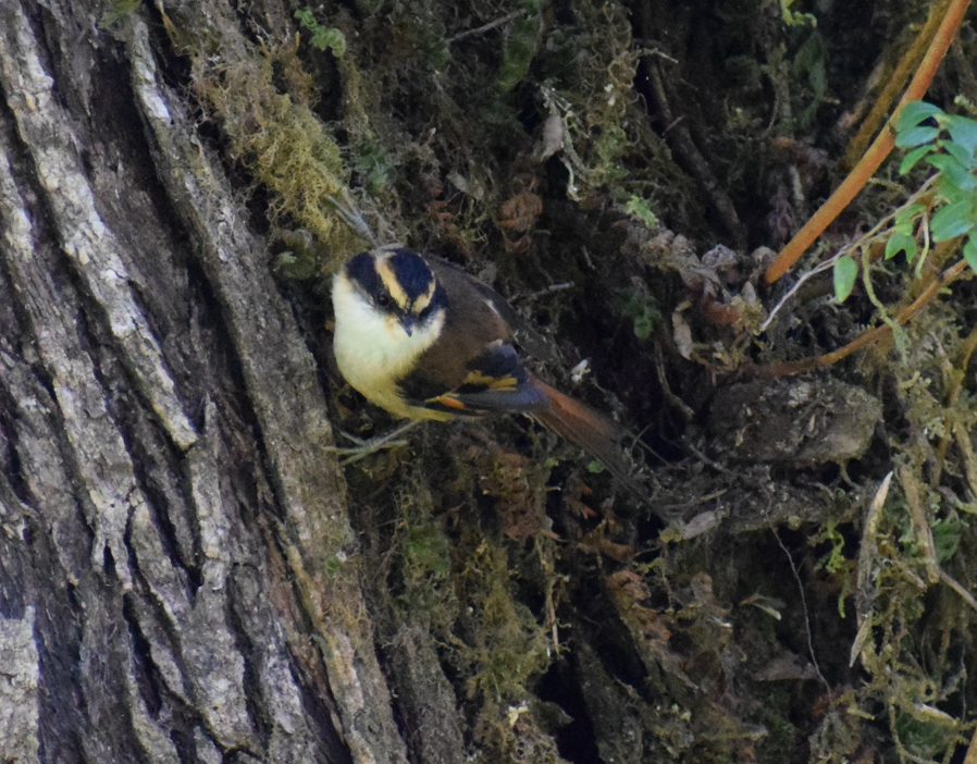 Thorn-tailed Rayadito - Felipe Undurraga