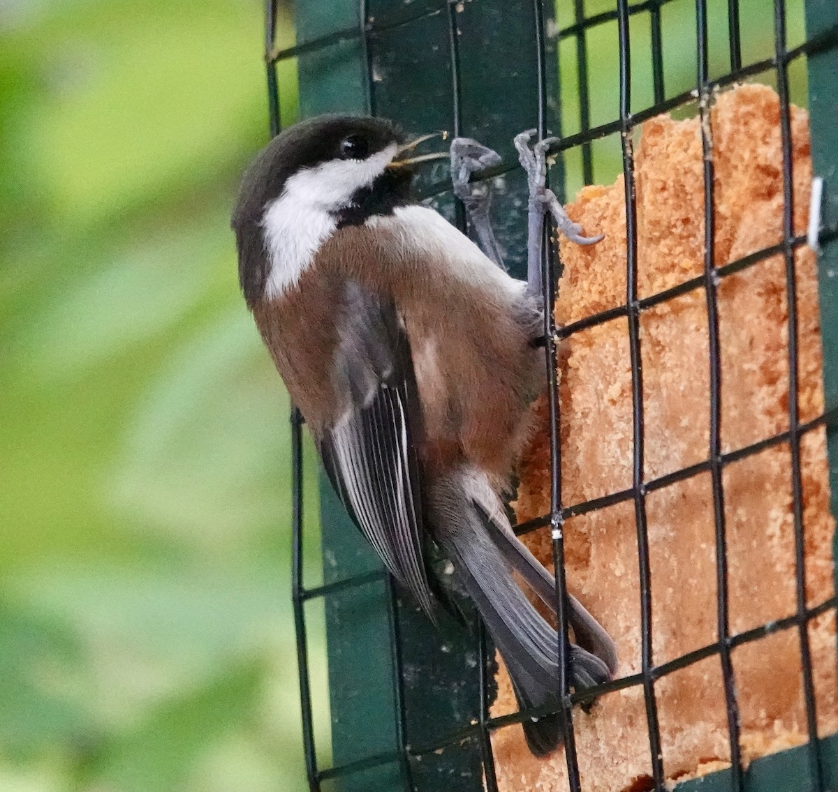 Chestnut-backed Chickadee - Jolene Cortright