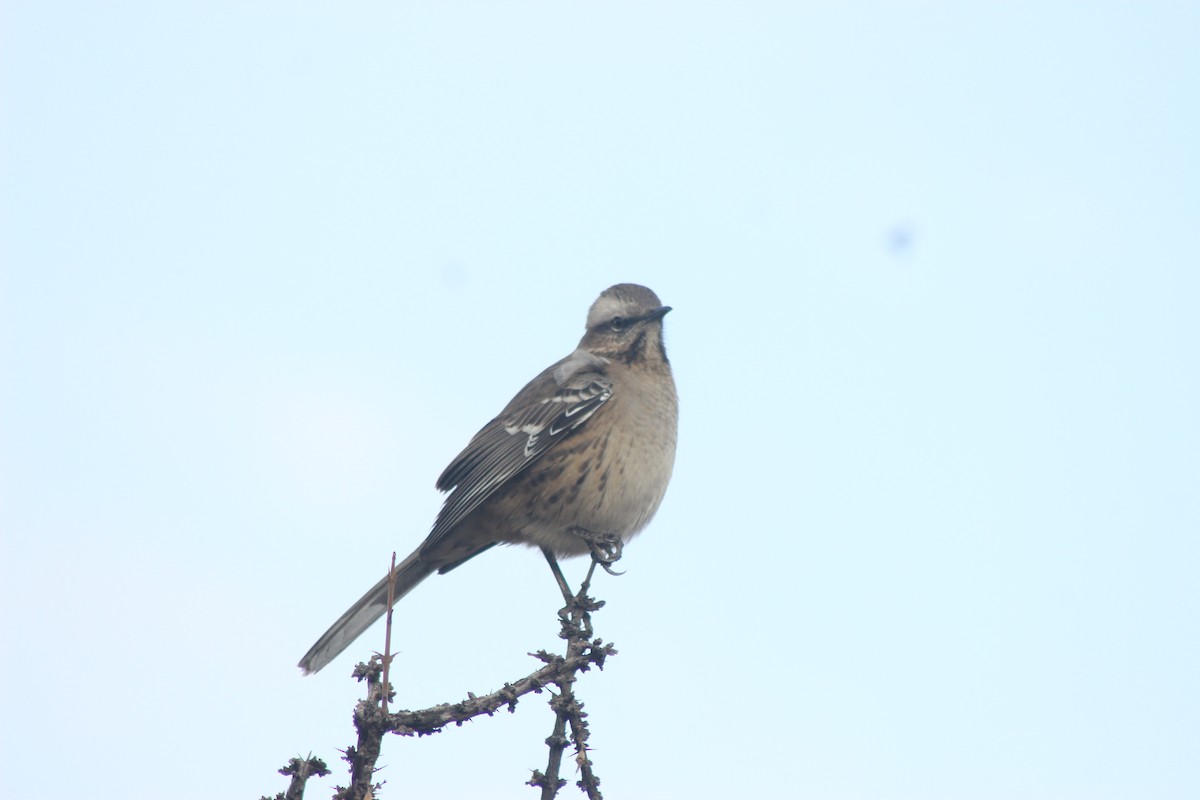 Chilean Mockingbird - ML619568423