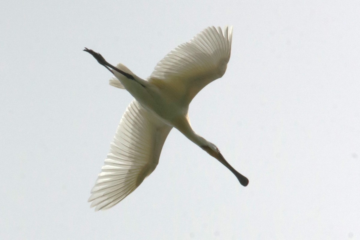 Eurasian Spoonbill - Jan Roedolf