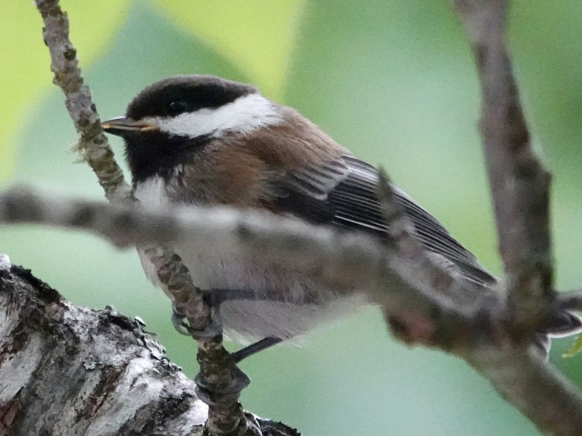 Chestnut-backed Chickadee - Jolene Cortright