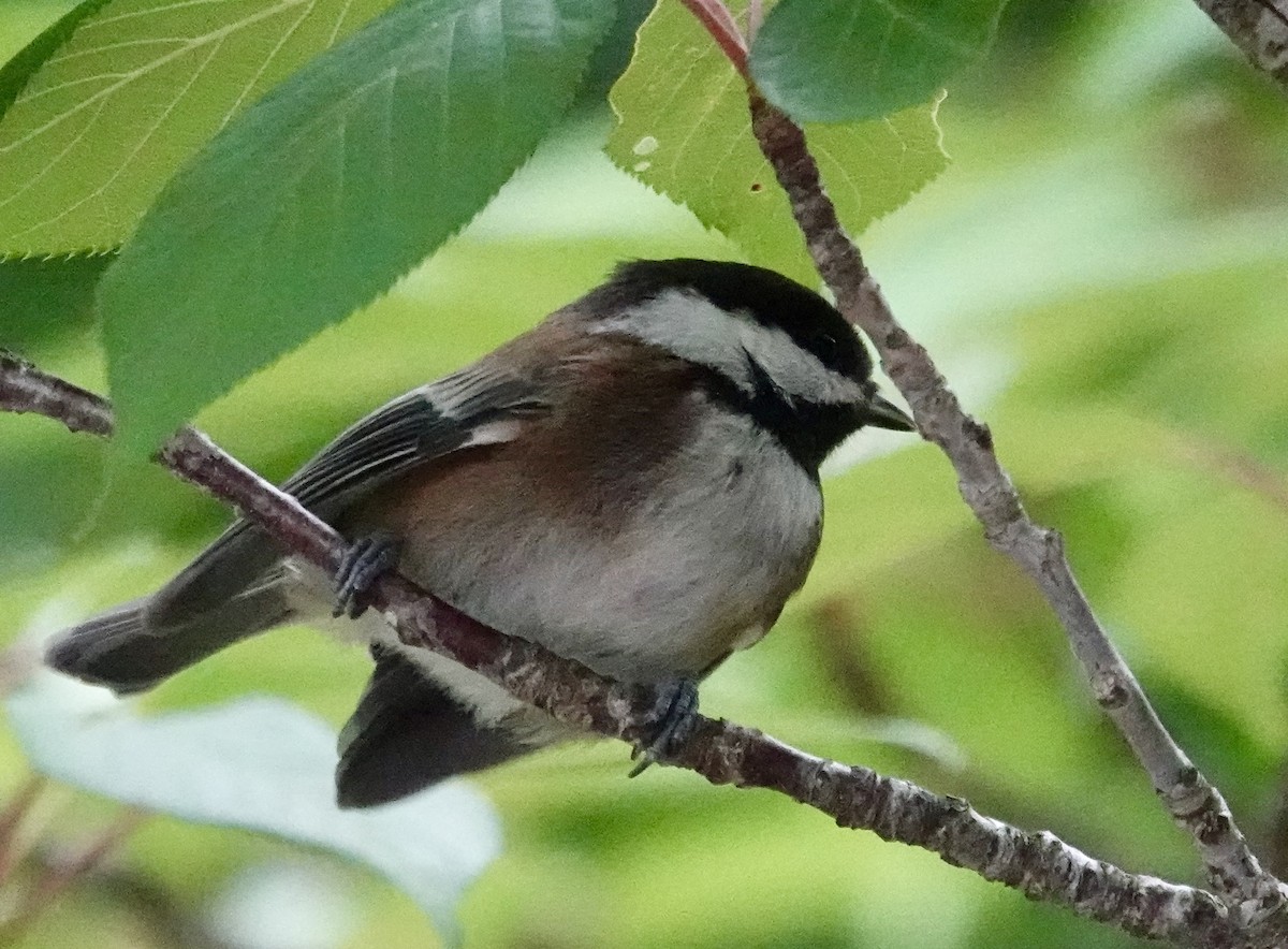 Chestnut-backed Chickadee - Jolene Cortright