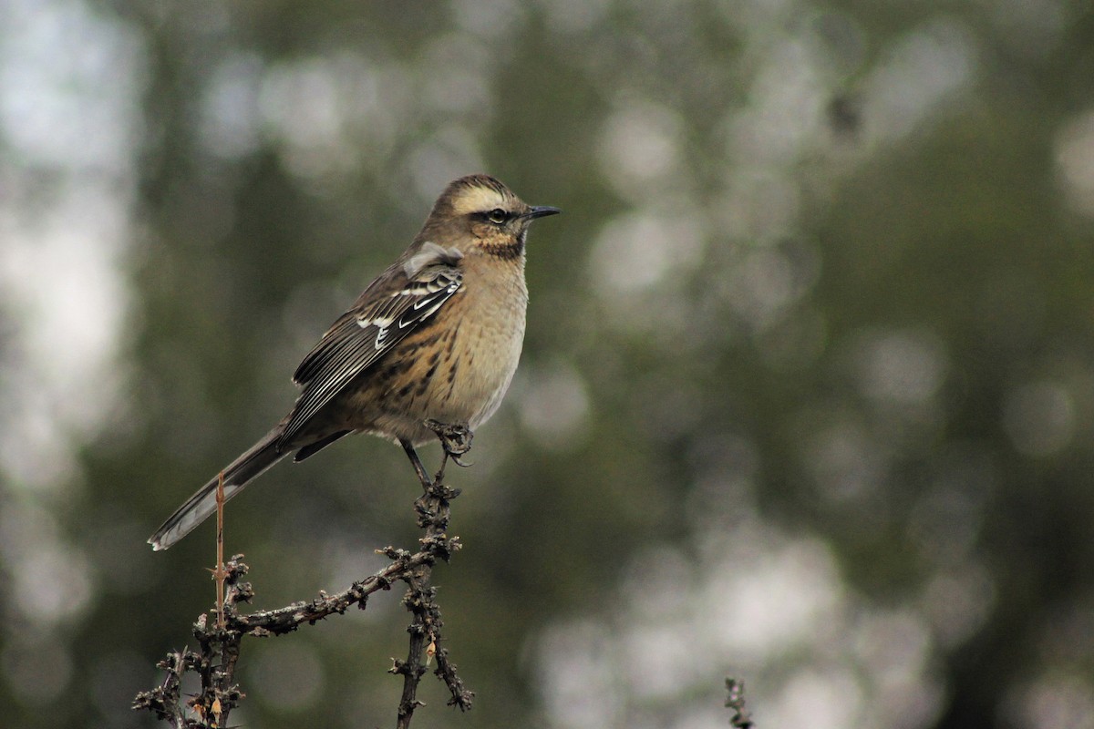 Chilean Mockingbird - ML619568430