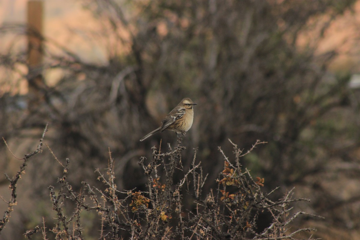 Chilean Mockingbird - ML619568431