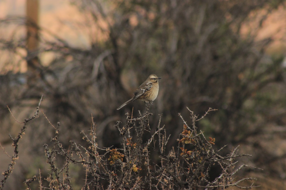 Chilean Mockingbird - ML619568432