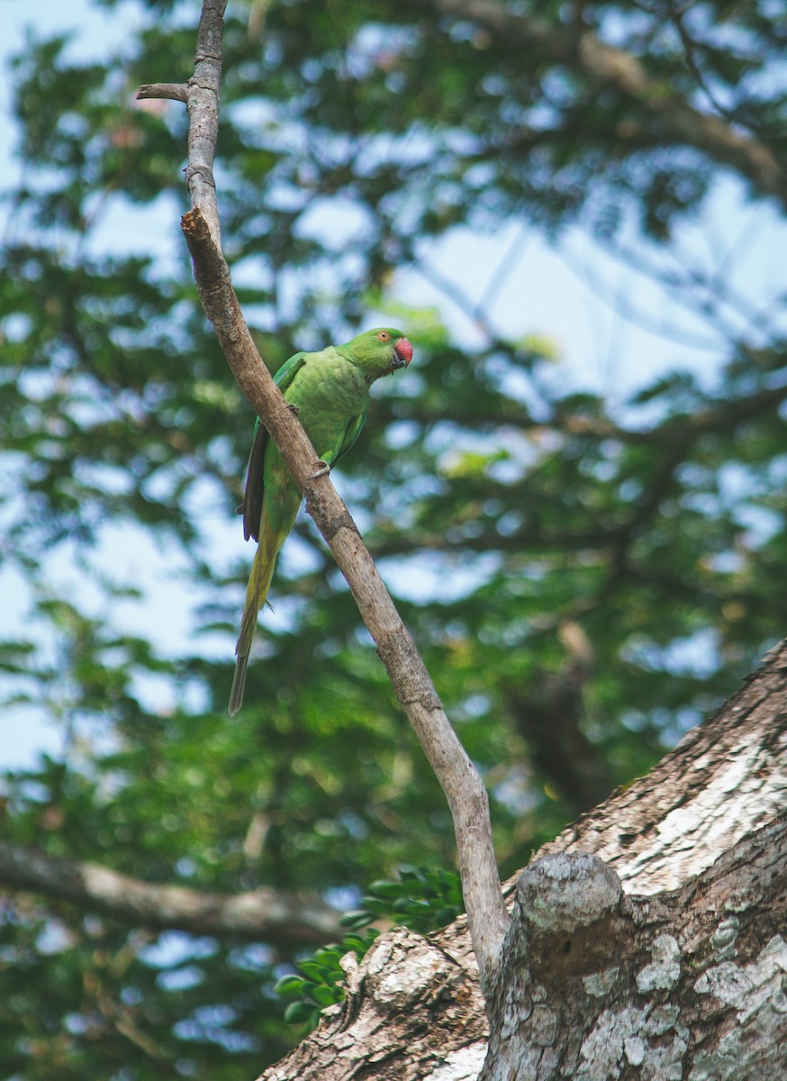 Rose-ringed Parakeet - Dipankar Dev