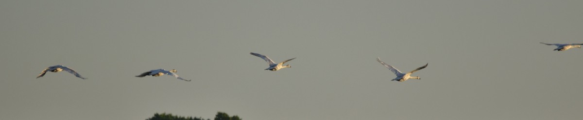 Mute Swan - Barbara Seith