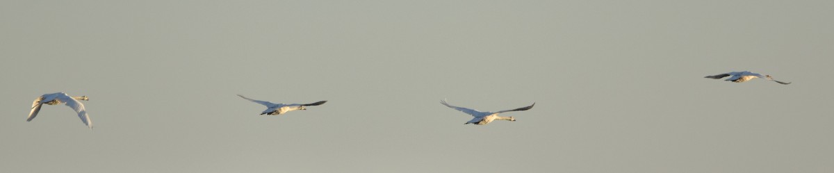 Mute Swan - Barbara Seith