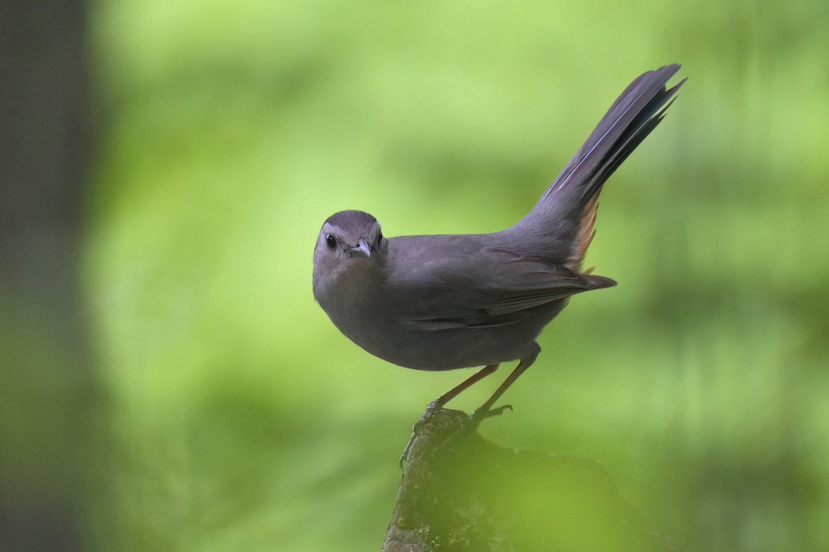 Gray Catbird - Guy Lafond