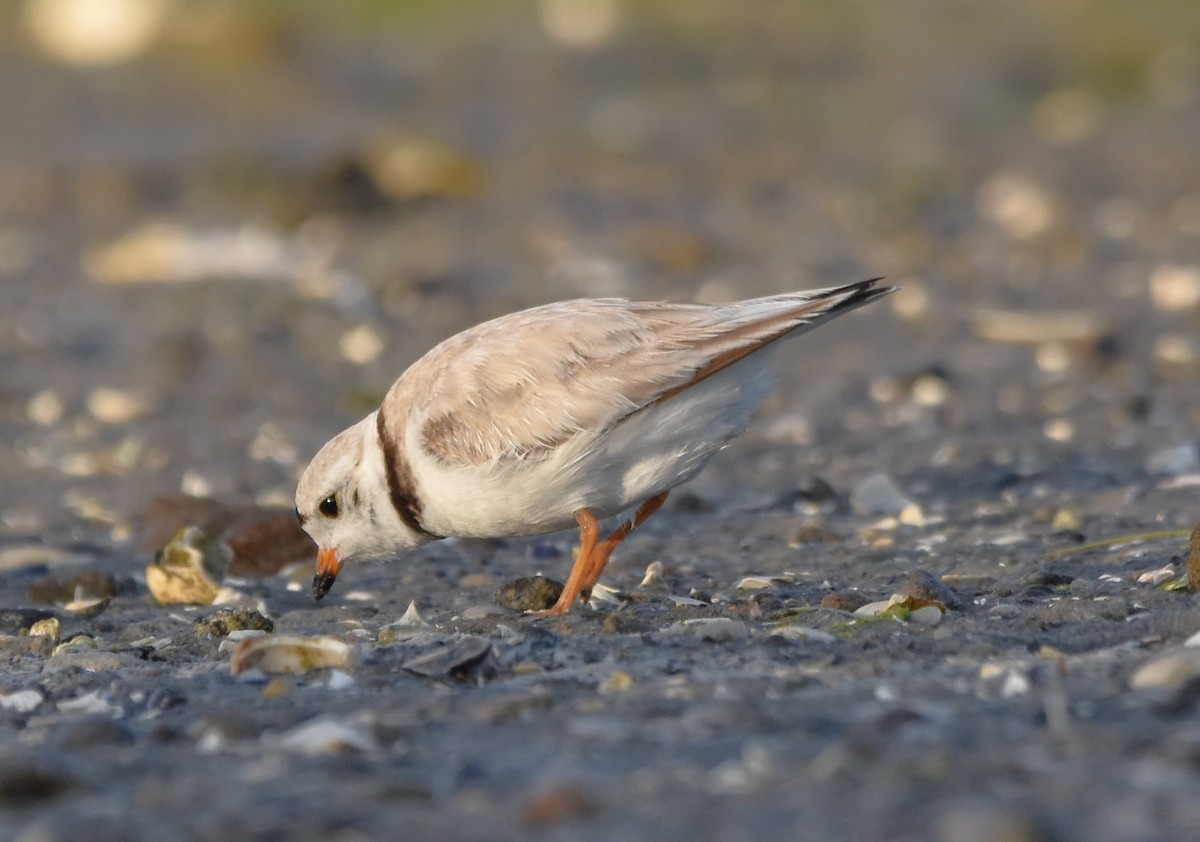 Piping Plover - Barbara Seith