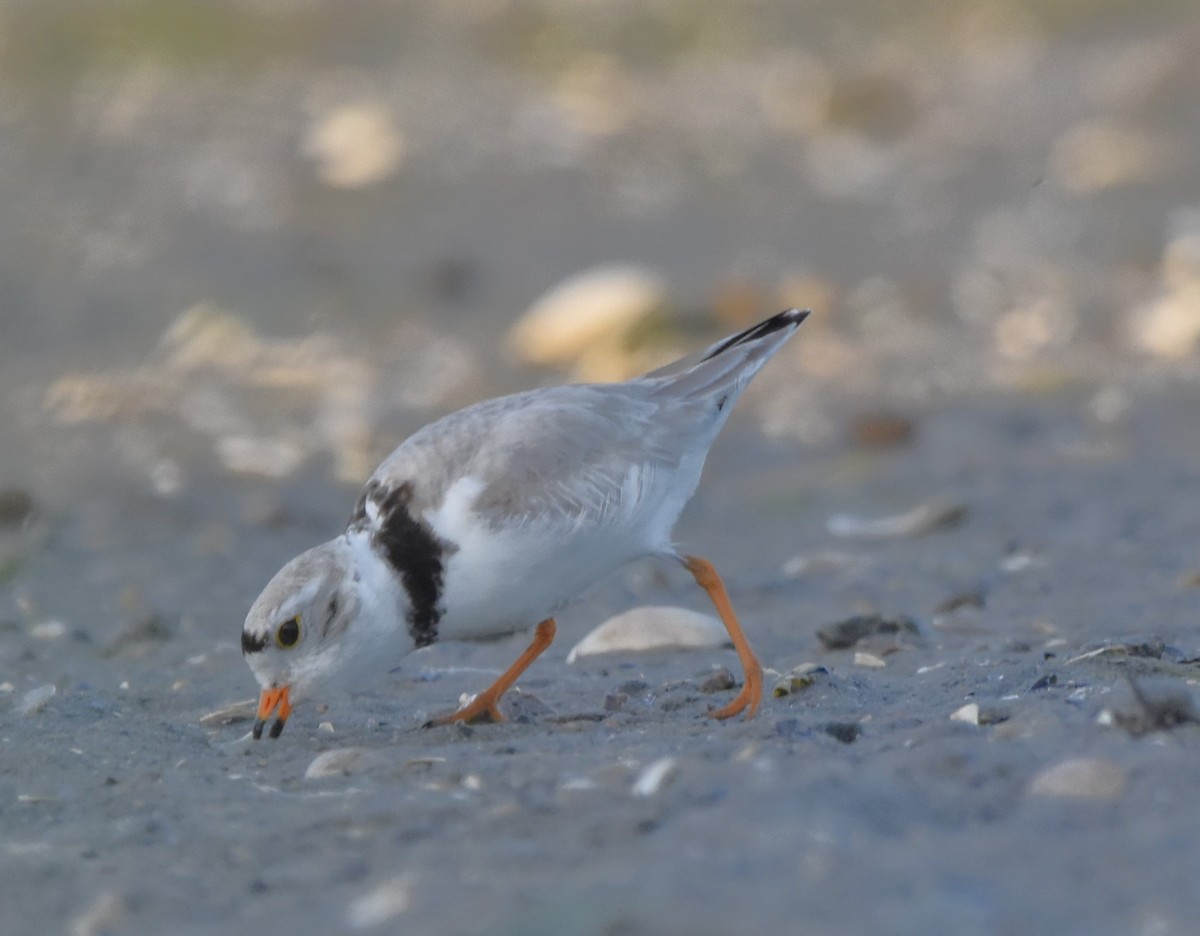 Piping Plover - Barbara Seith