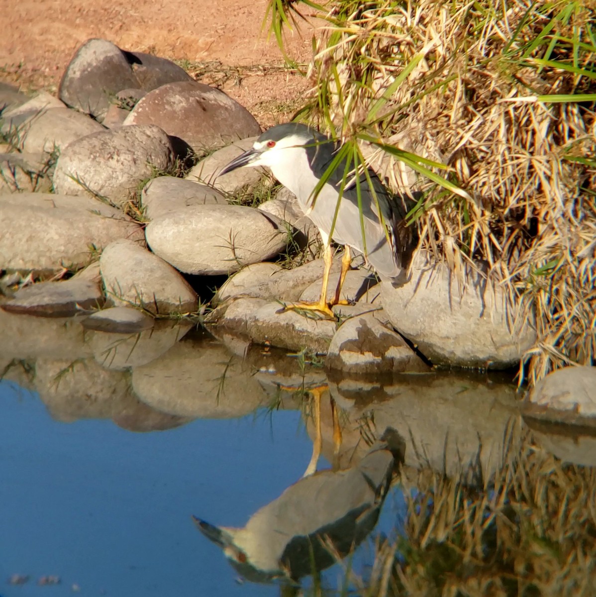 Black-crowned Night Heron - Moe Alqallaf