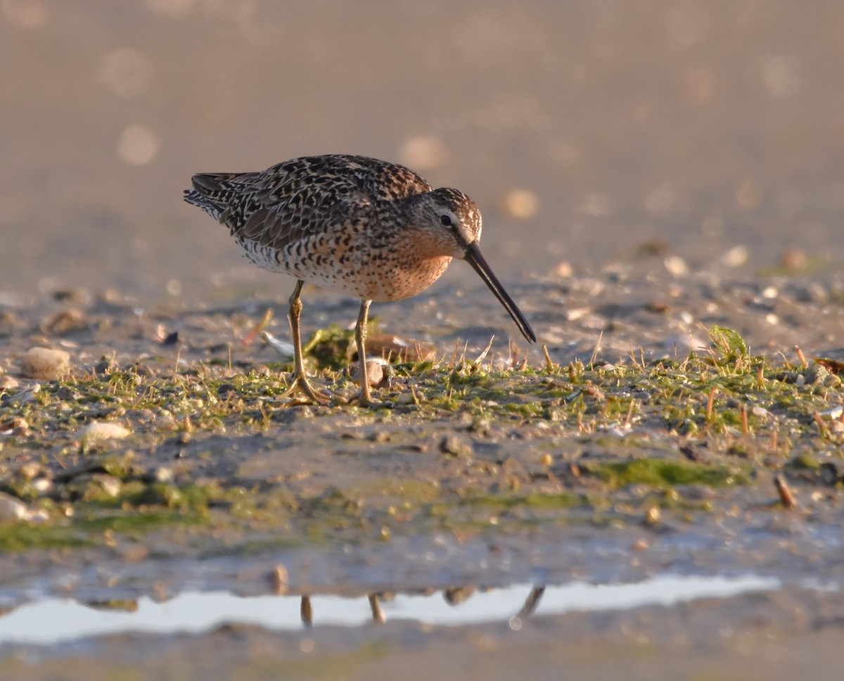 Short-billed Dowitcher - Barbara Seith