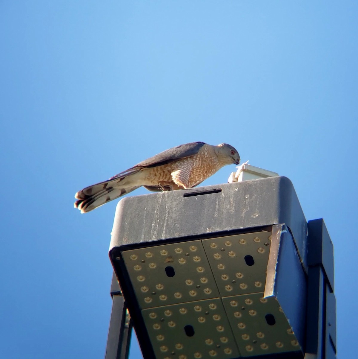 Cooper's Hawk - Moe Alqallaf