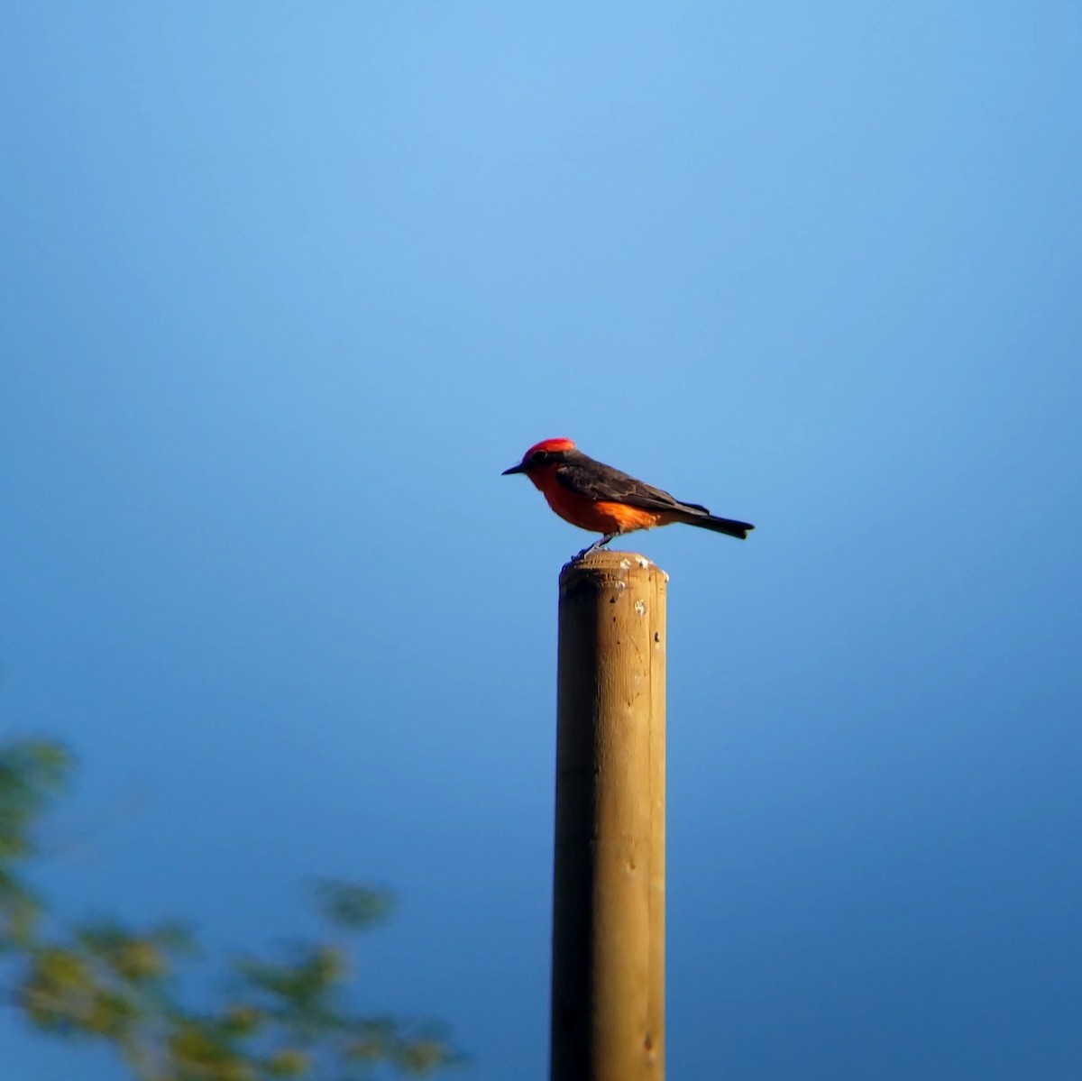 Vermilion Flycatcher - Moe Alqallaf