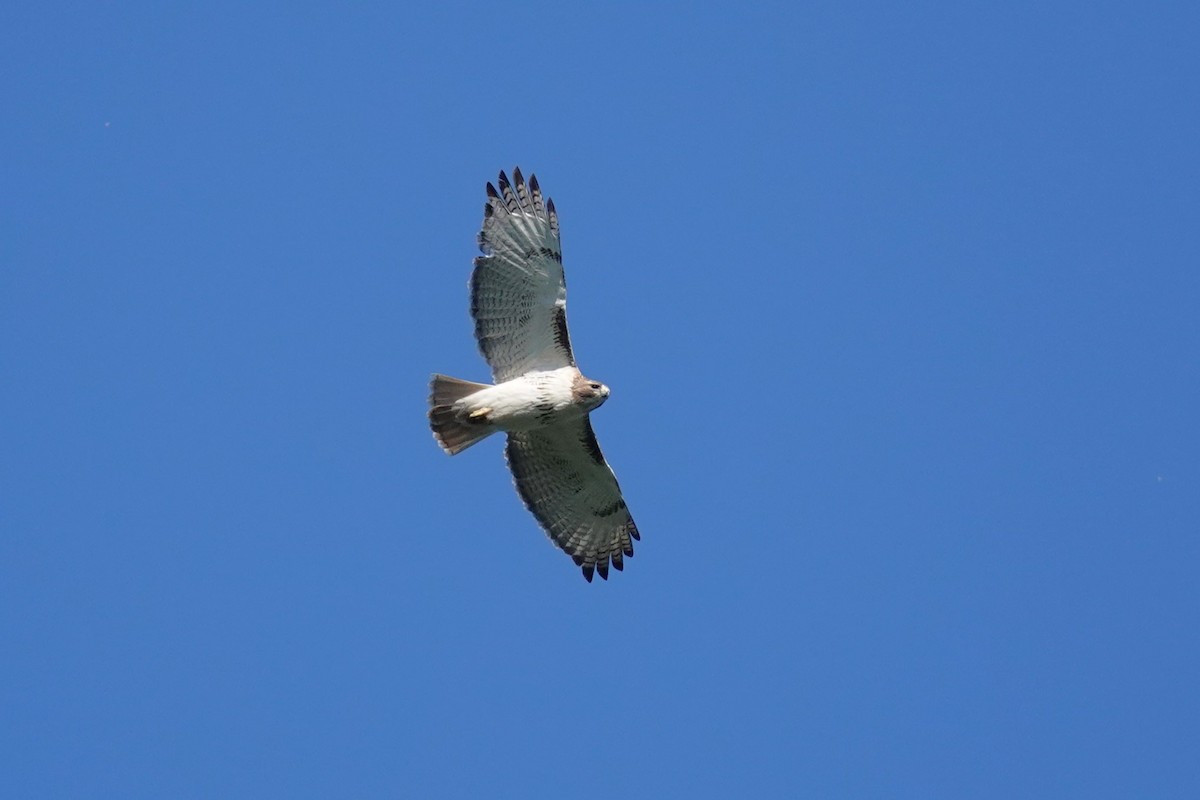 Red-tailed Hawk - ML619568459