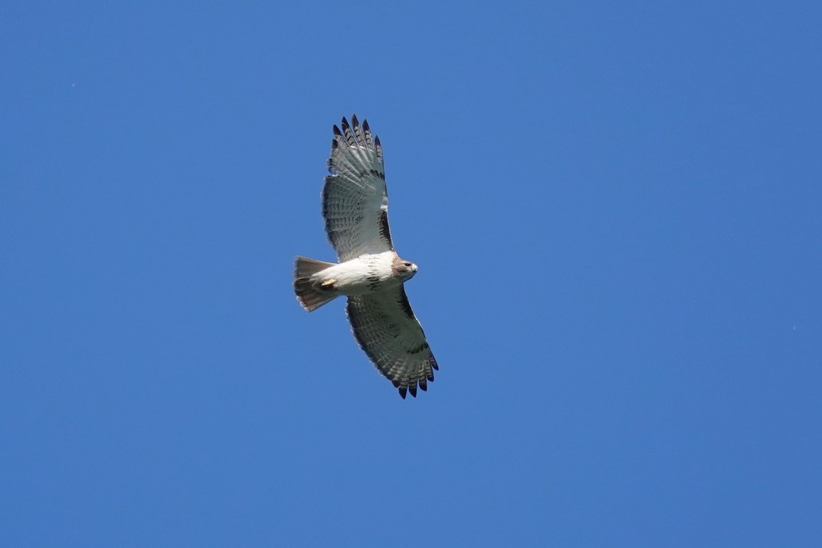 Red-tailed Hawk - Steve Hampton