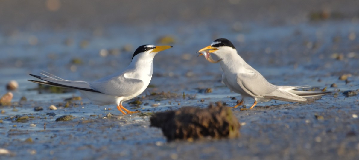 Least Tern - Barbara Seith