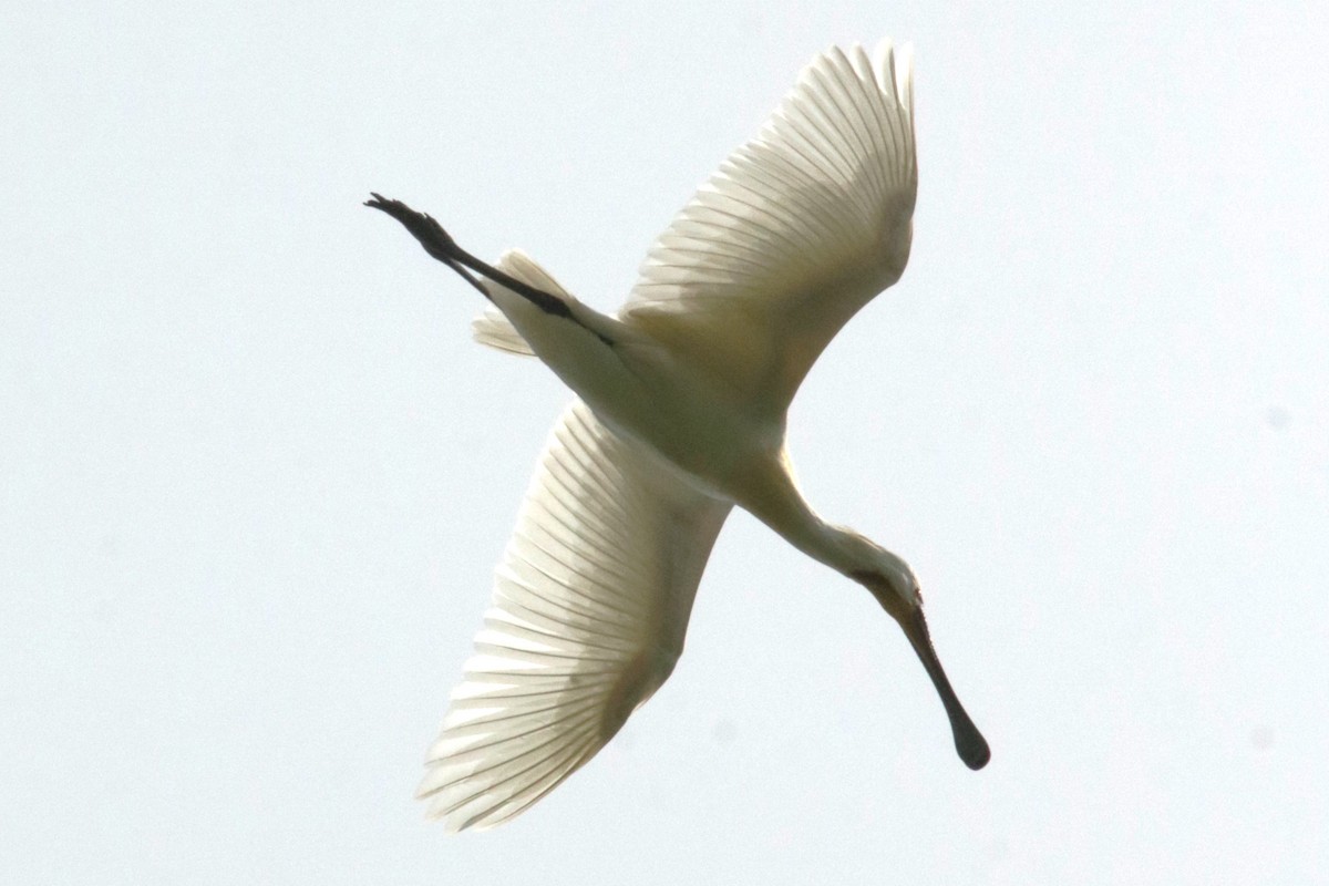 Eurasian Spoonbill - Jan Roedolf