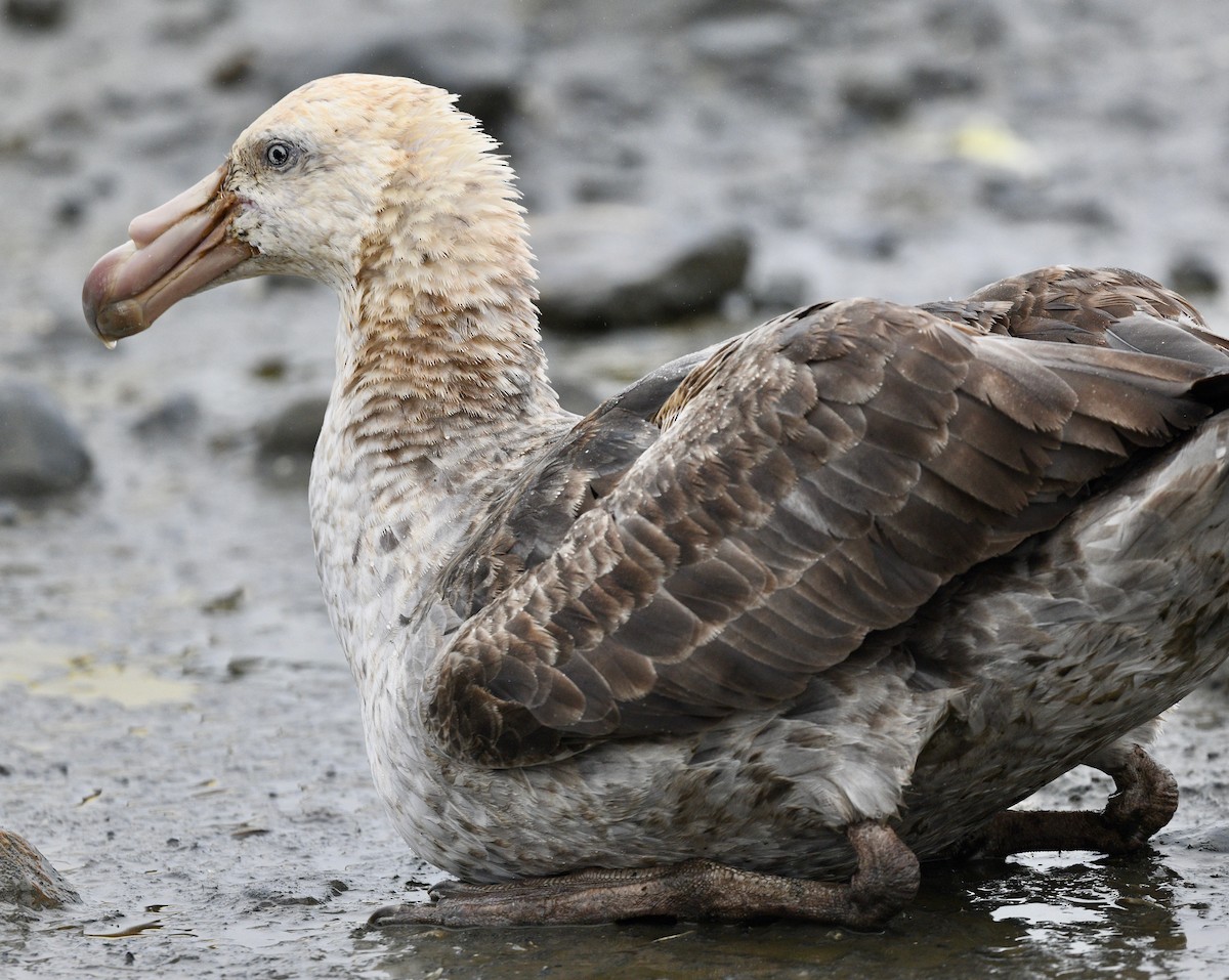 Southern Giant-Petrel - Win Ahrens