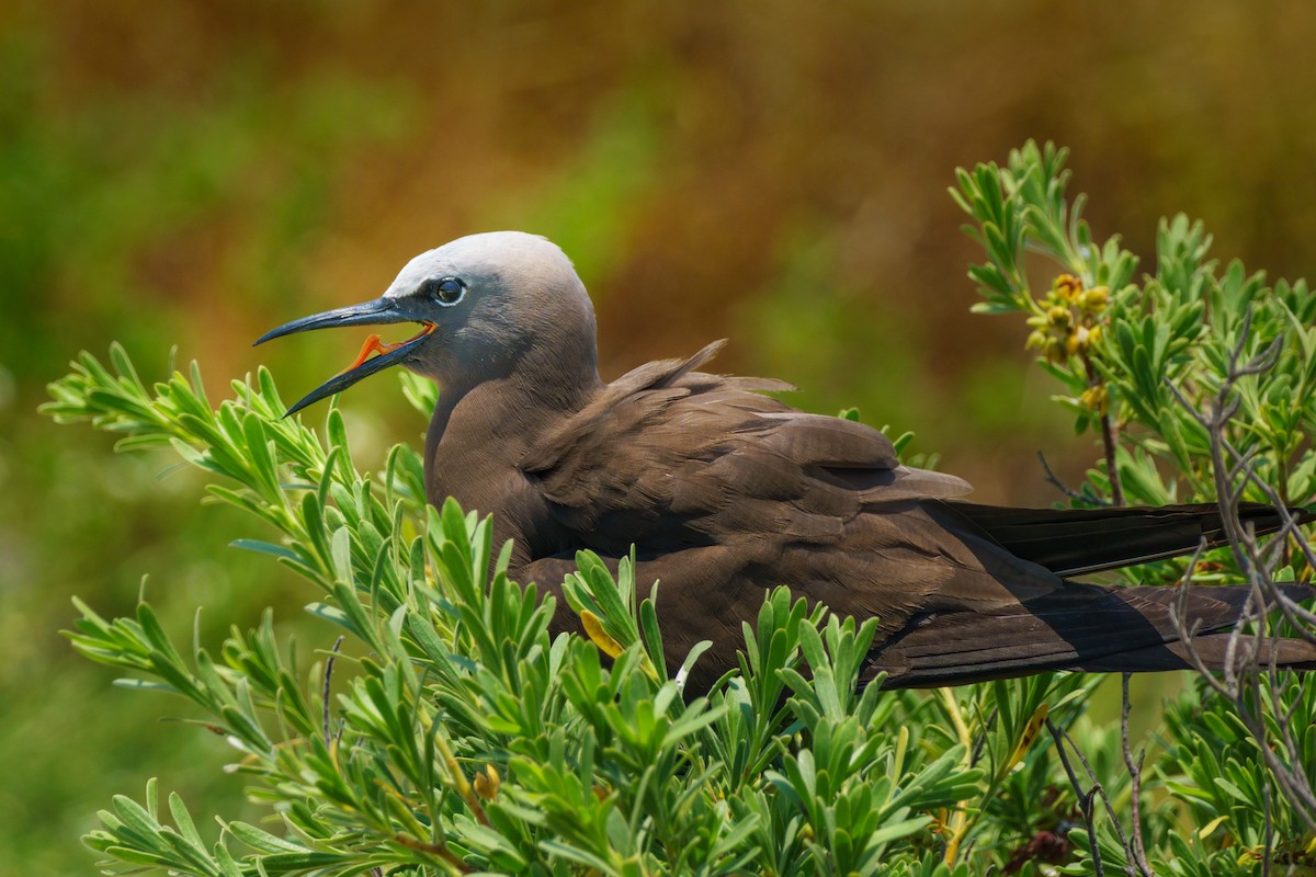 Brown Noddy - Robert Stone