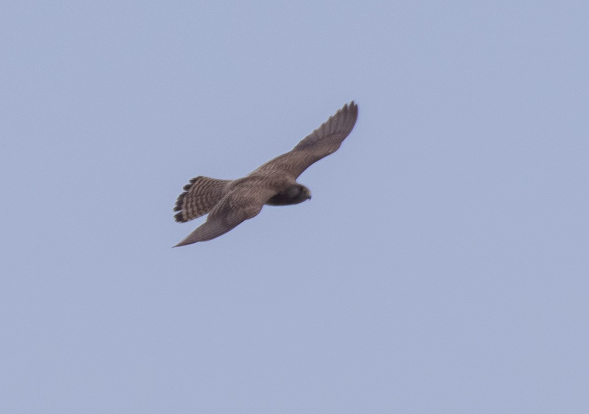 Eurasian Kestrel - ML619568468