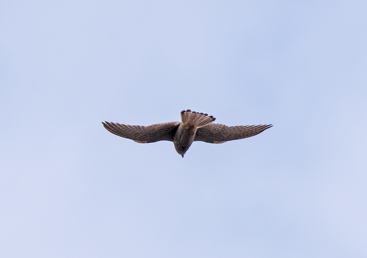 Eurasian Kestrel - ML619568469