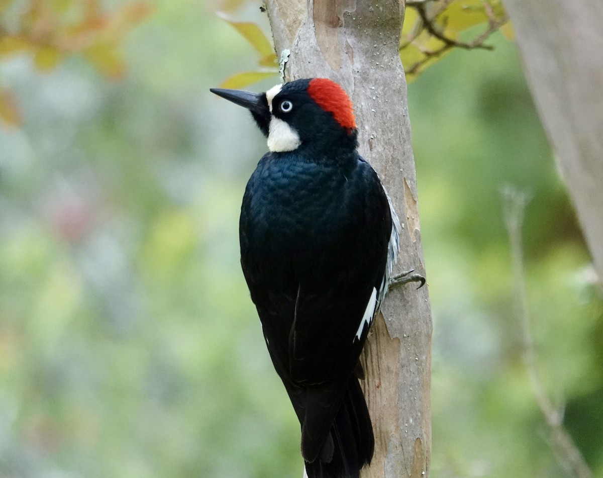 Acorn Woodpecker - Jolene Cortright