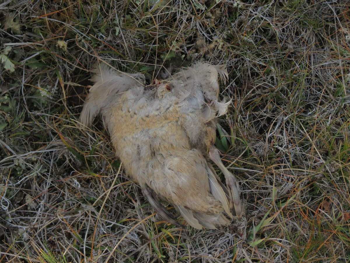 waterfowl sp. - Ralph Roberts