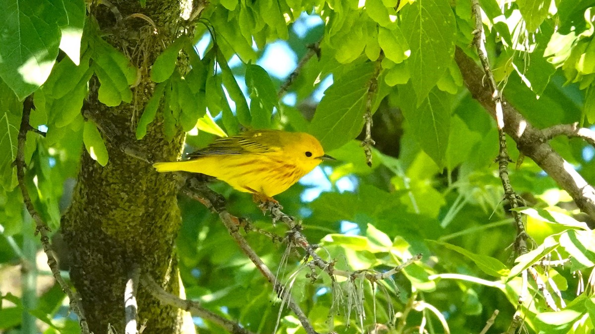 Paruline jaune - ML619568495