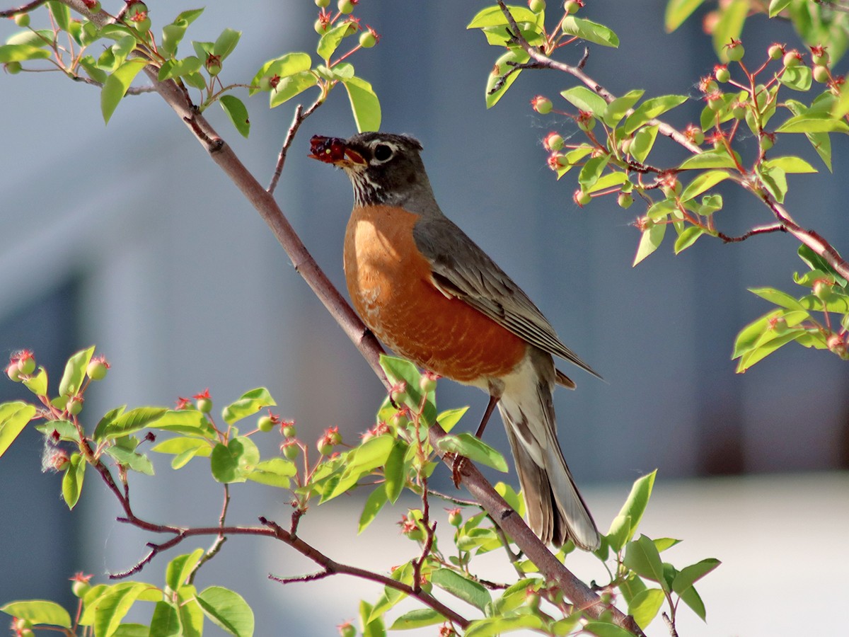 American Robin - Sherry Plessner