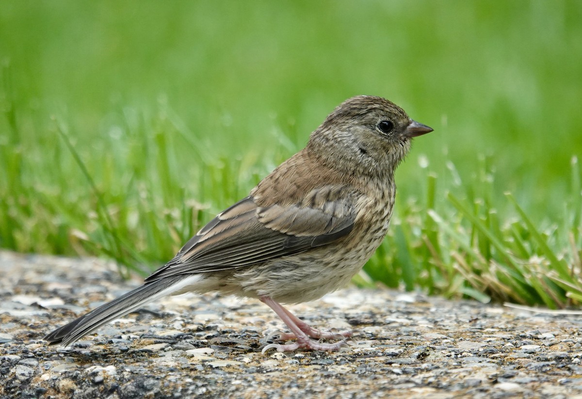 Dark-eyed Junco - Jolene Cortright