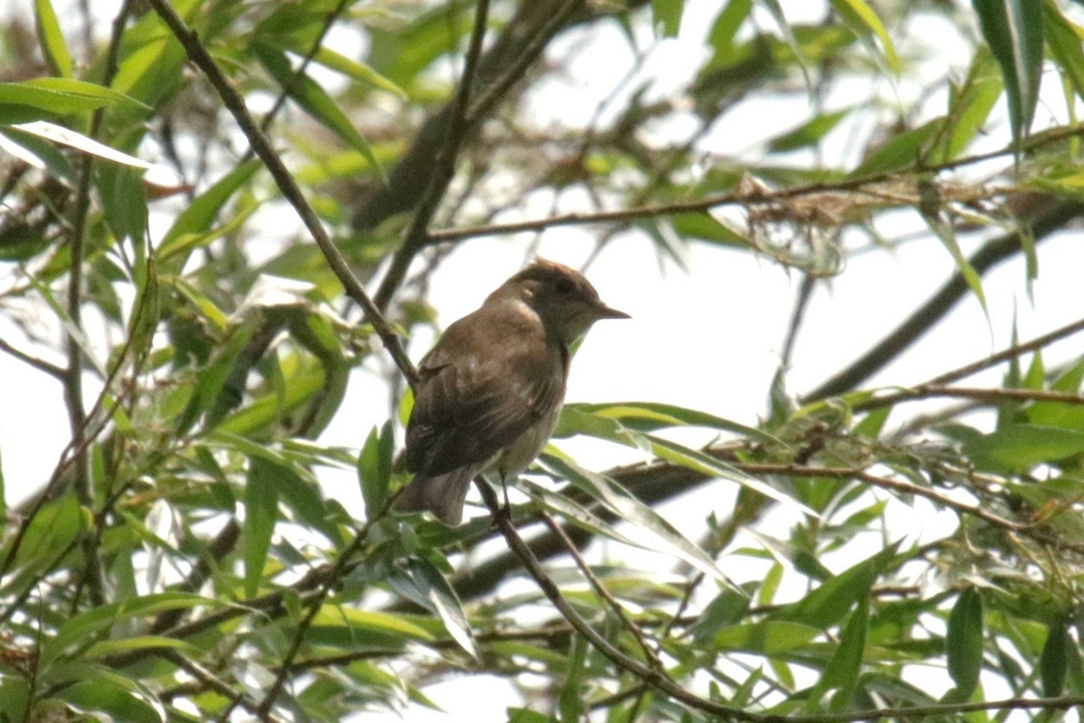 Spotted Flycatcher - Jan Roedolf